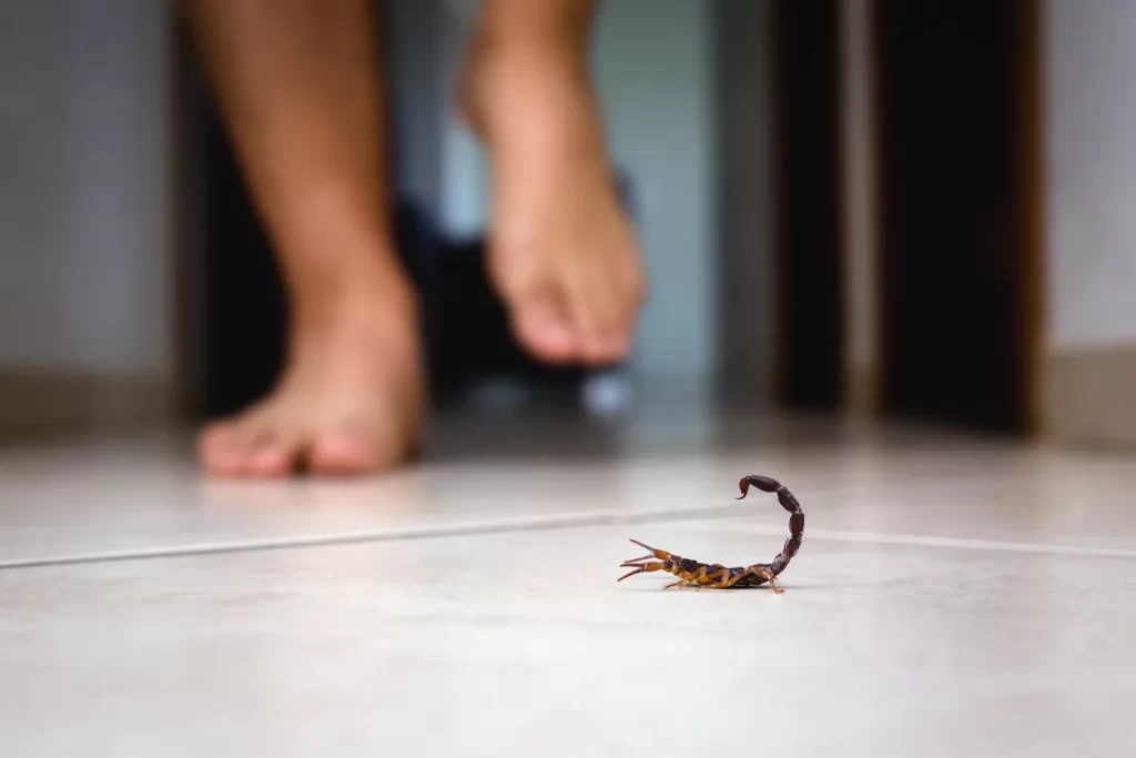 Dedetização mata escorpião?